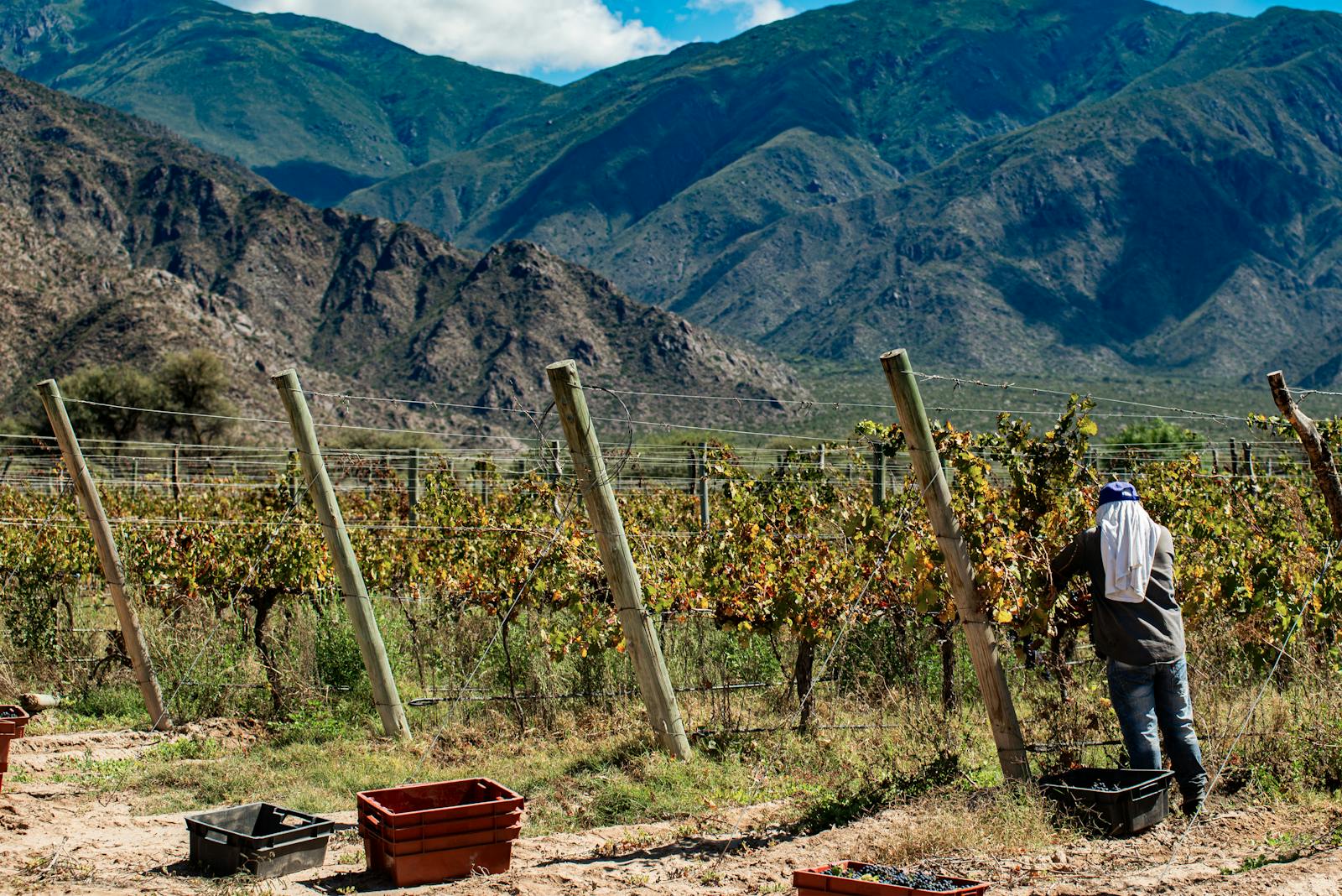 Vendimia en La Rioja 2026: el Calendario Semanal de la Cosecha desde un Palacio de Lujo en Haro